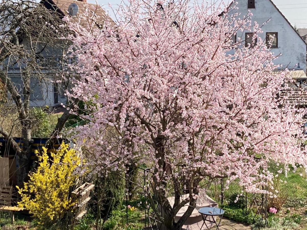 Apartament Terrassenwohnung